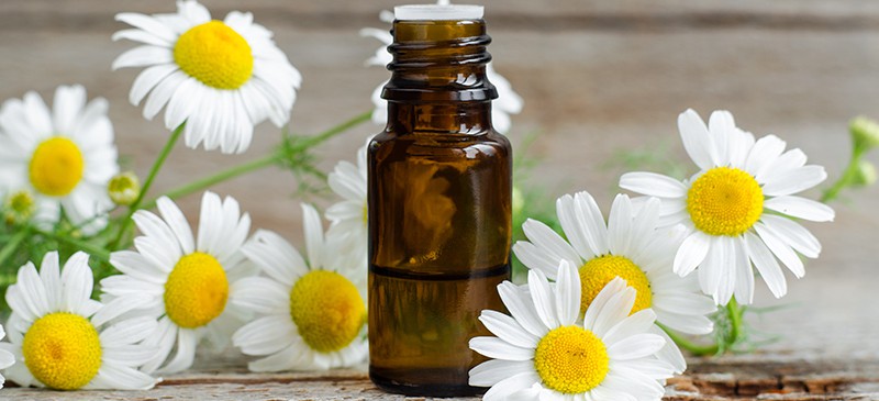Roman Chamomile Oil