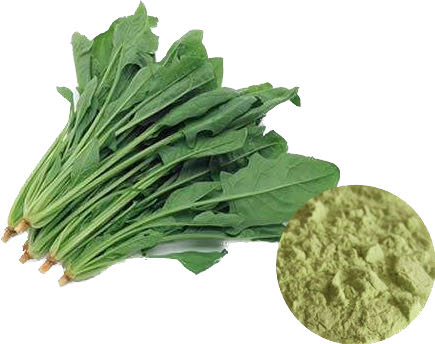 SPINACH POWDER