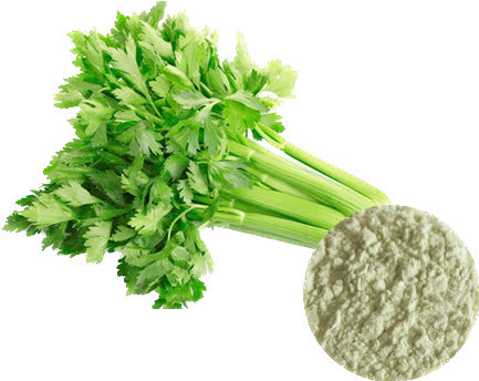 CELERY POWDER