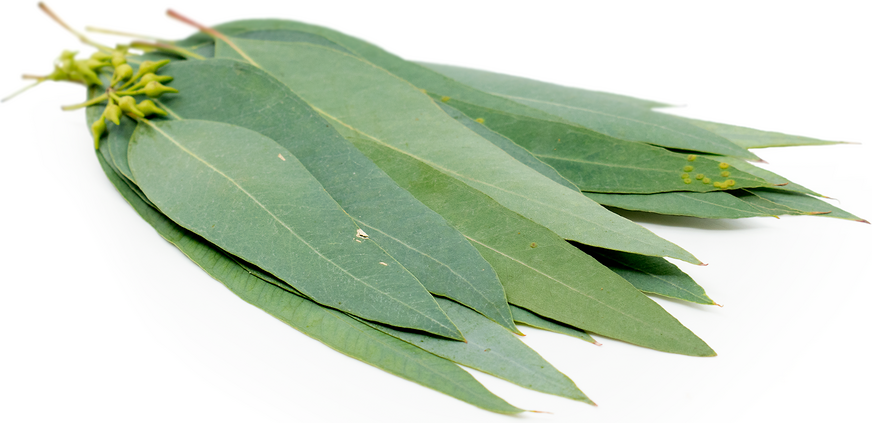 Eucalyptus leaves