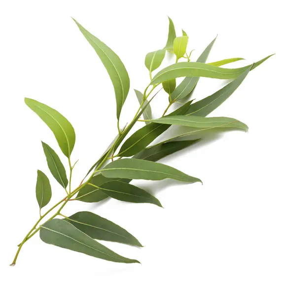 Eucalyptus leaves