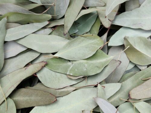 Eucalyptus leaves