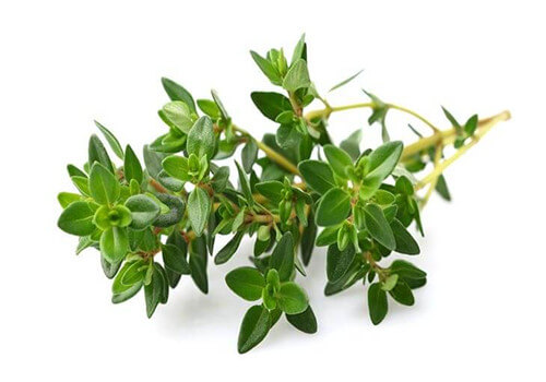 Thyme
