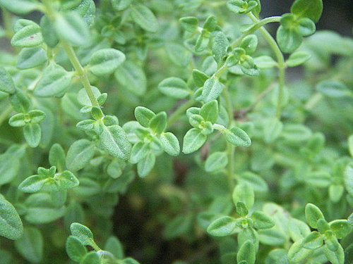Thyme