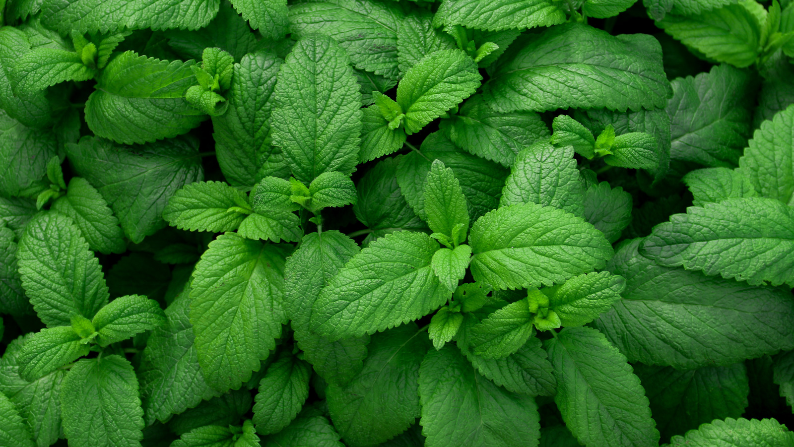 Mint