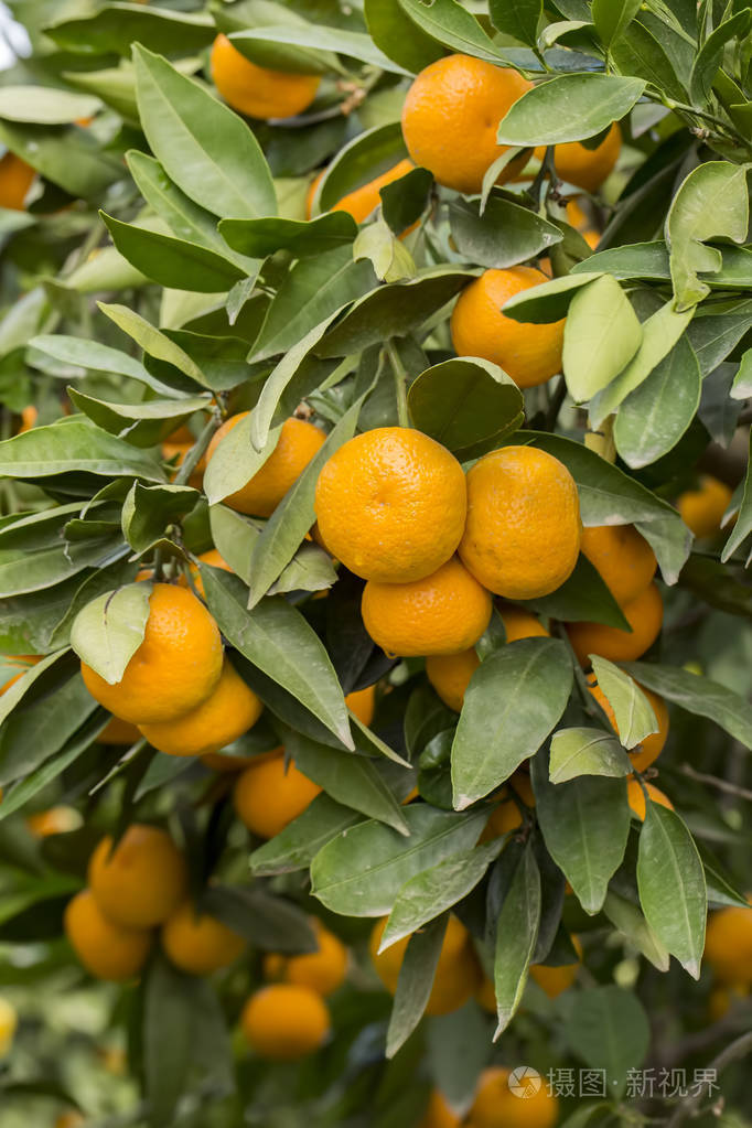 citrus