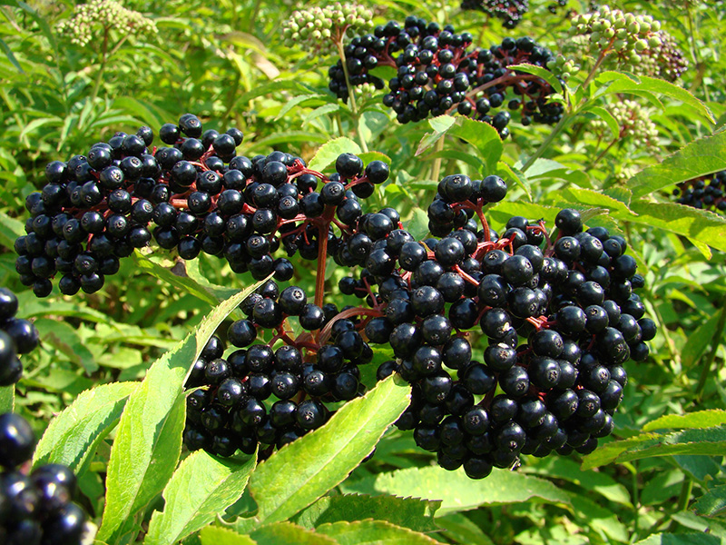 elder