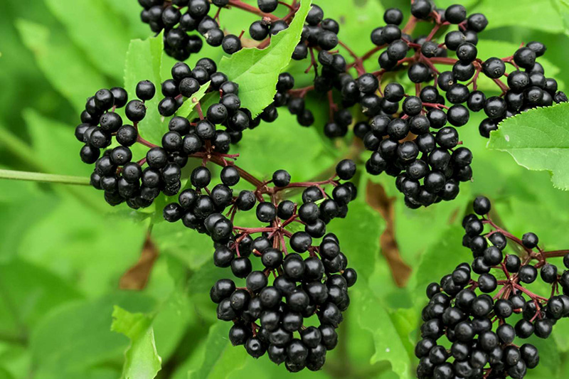 elder