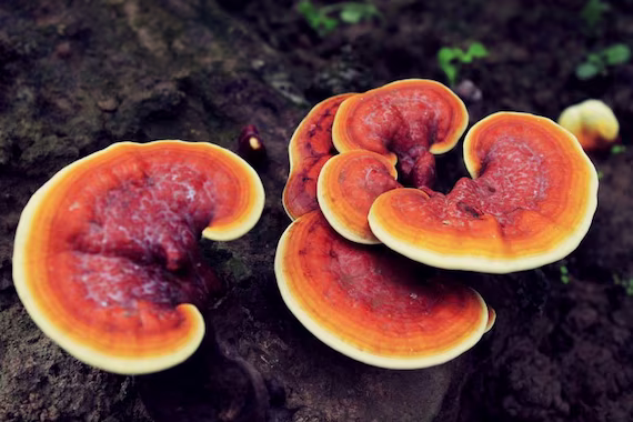 Ganoderma