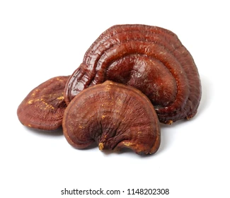 Ganoderma