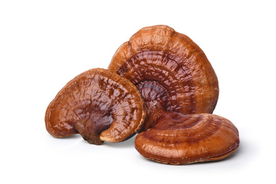 Ganoderma