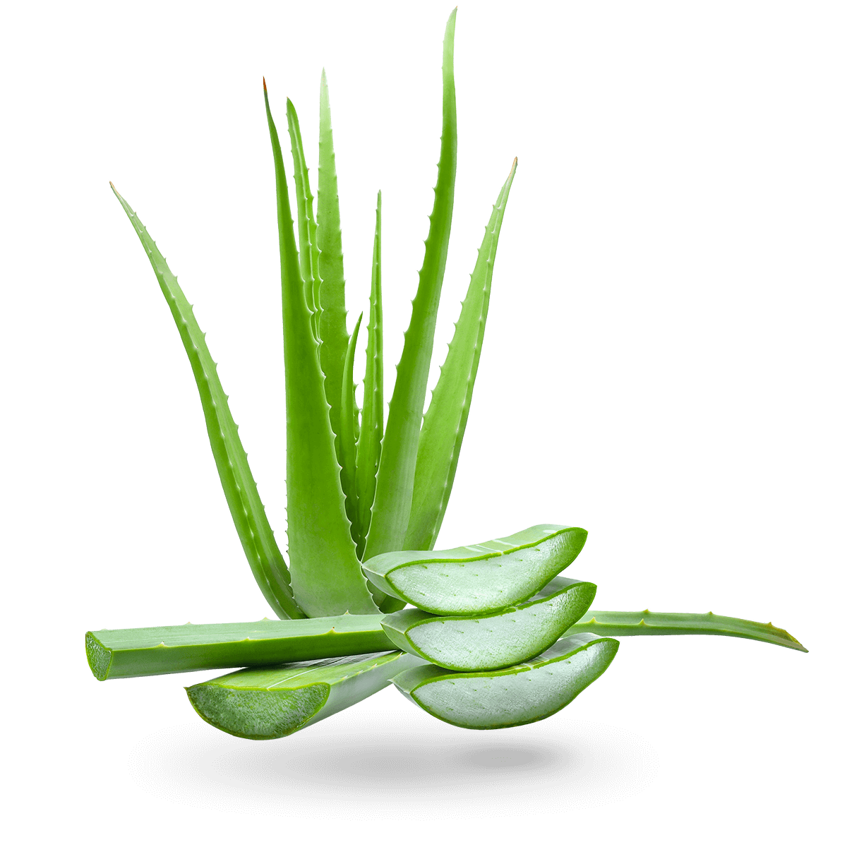 芦荟_3.png