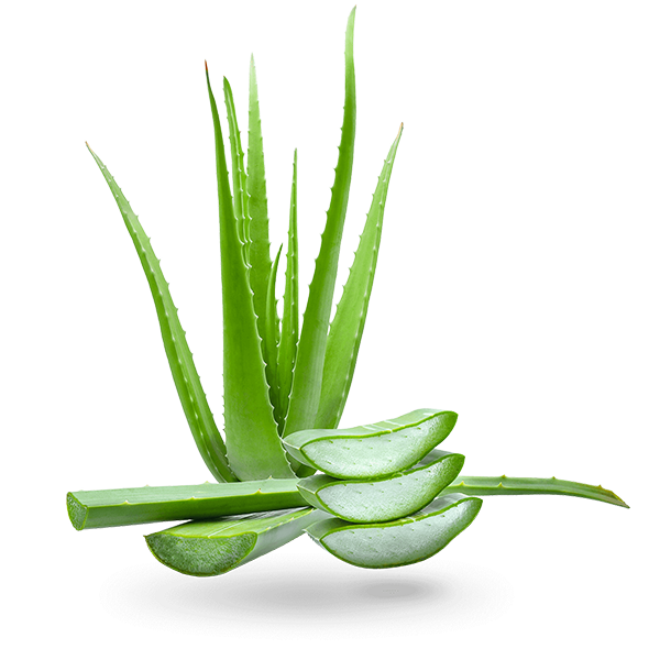 aloe