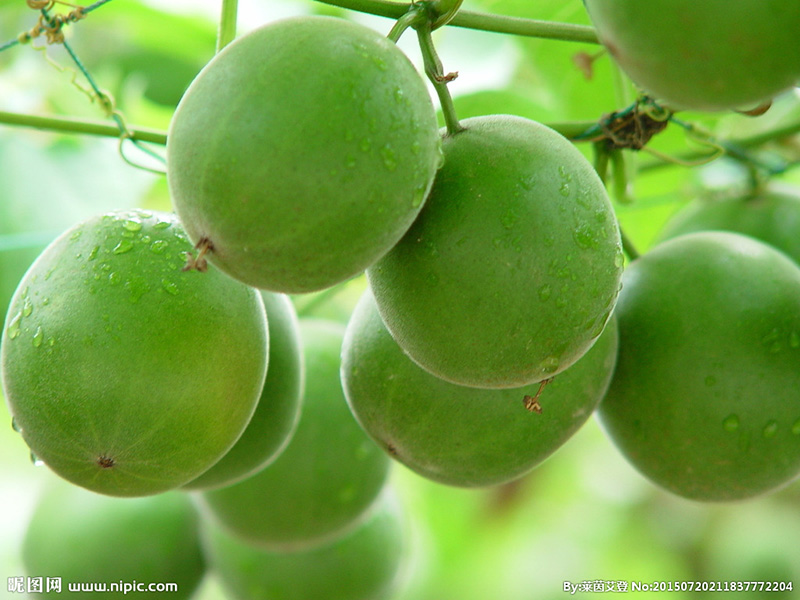 monk fruit