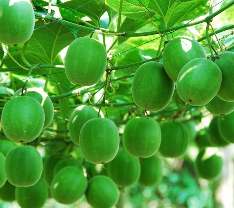 monk fruit