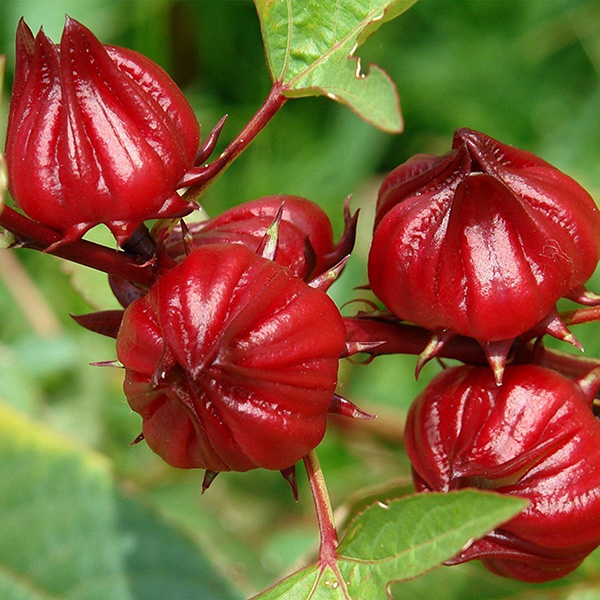 roselle