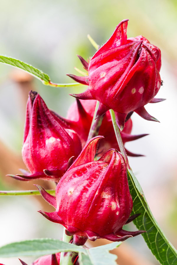 roselle