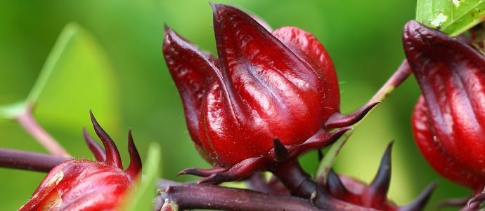roselle