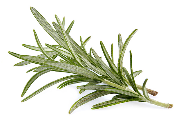 rosemary