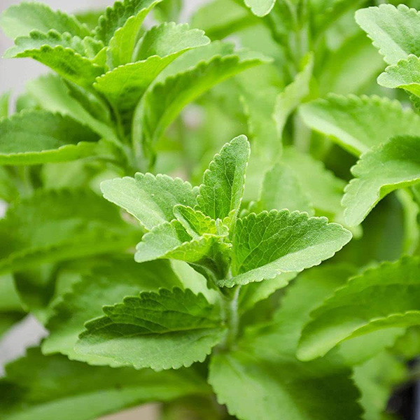 Stevia rebaudiana
