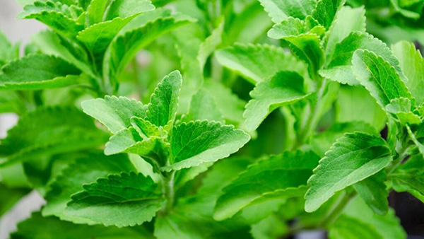 Stevia rebaudiana