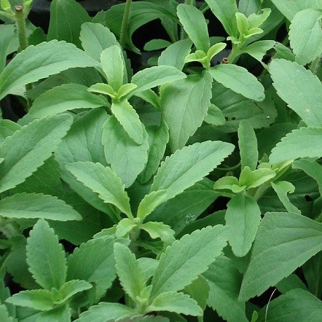 Stevia rebaudiana
