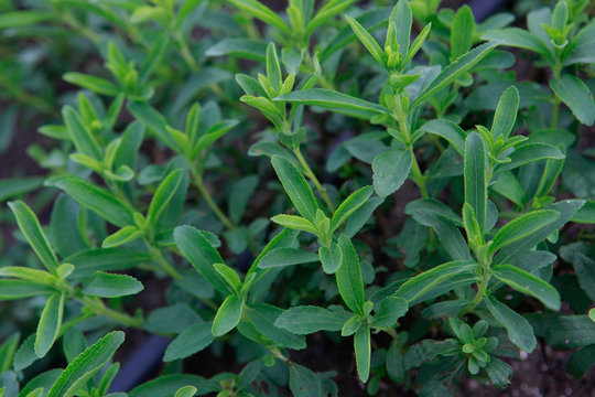 Stevia rebaudiana