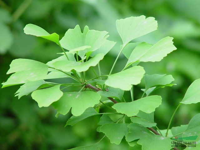 Ginkgo leaf