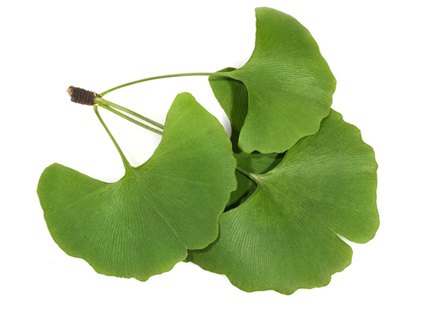 Ginkgo leaf