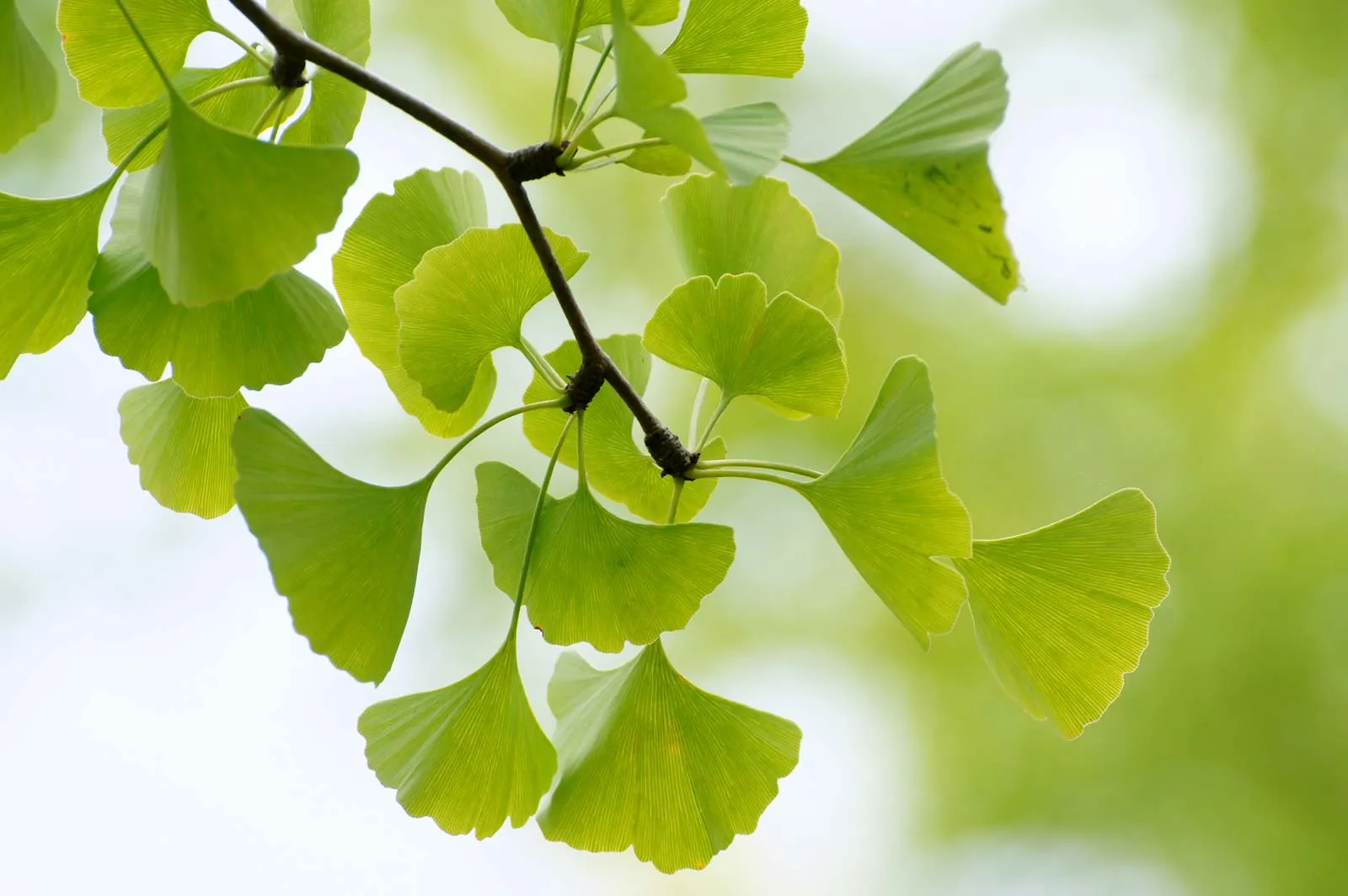 Ginkgo leaf
